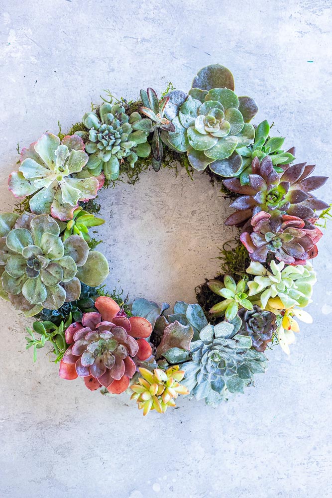 Close up of a living succulent wreath