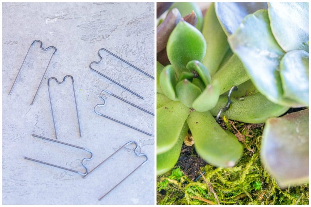 close up of floral pins that are used to pin down the succulent leaves